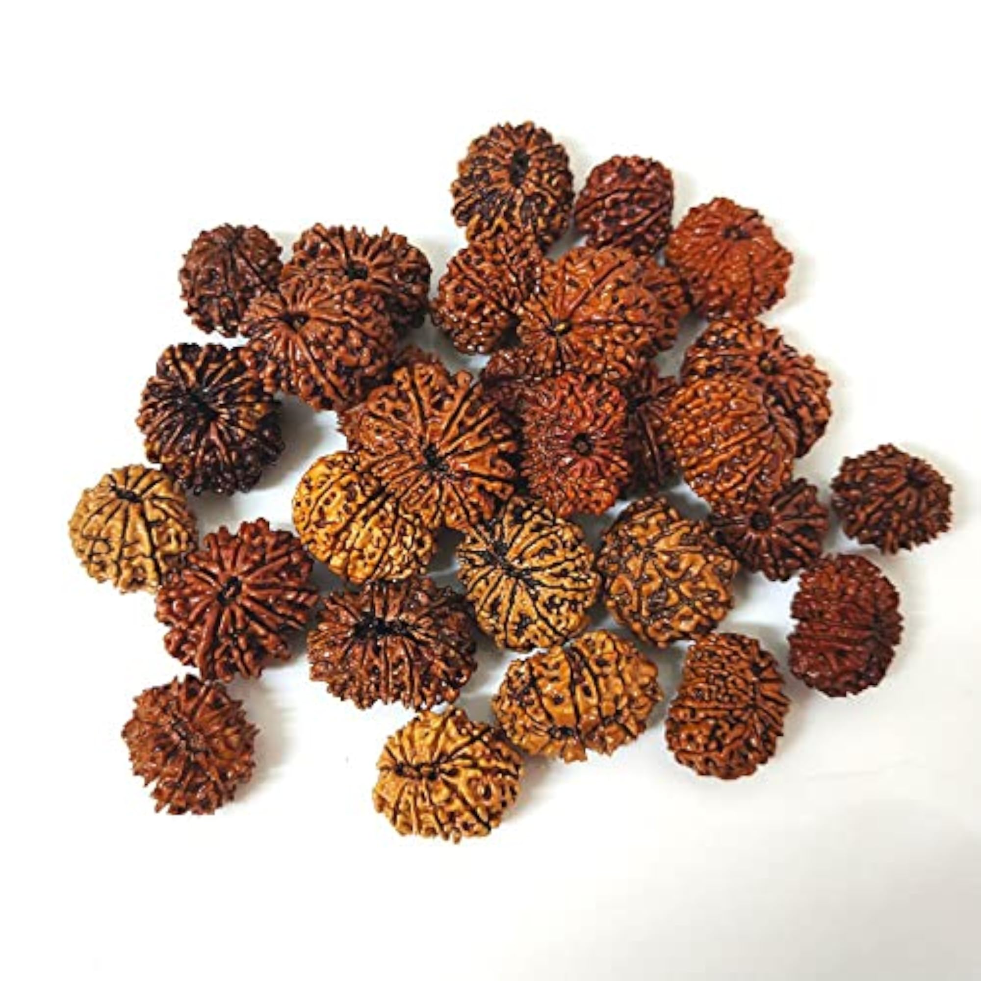 Natural 12 Mukhi Twelve Faced Nepali Rudraksh