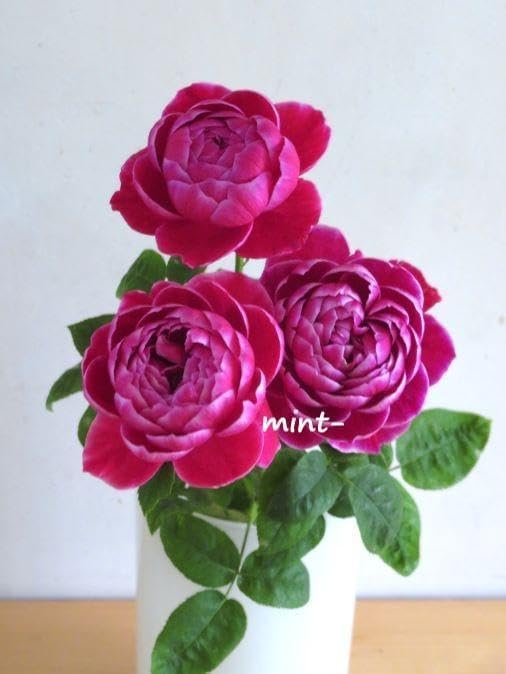 バラ接ぎ木苗　マリーローズ　切り花廃番品種 バラ接ぎ木苗 マリーローズ 切り花廃番品種 更新中】バラ(切り花品種