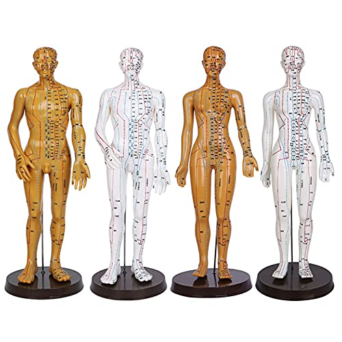 Amazon | 男性と女性の人体経絡モデル 人体経穴モデル 人体モデル 医療