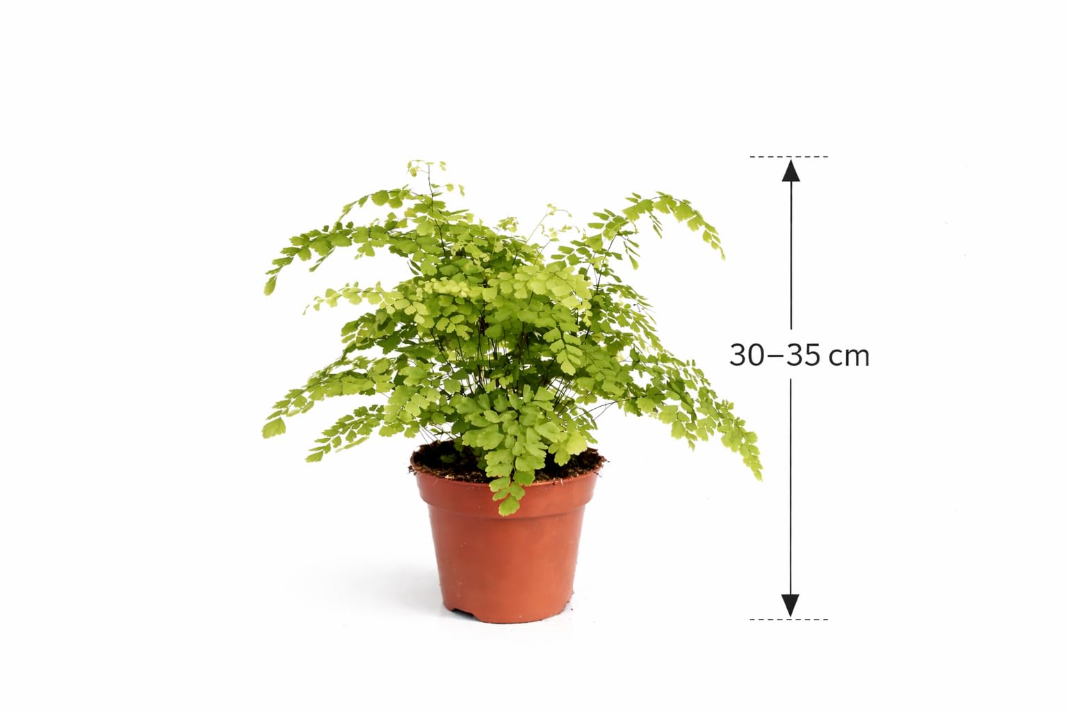 künstliche pflanzen 100 cm Aralie Kunstpflanze 100cm – Tannendiele BlumenGut Düsseldorf