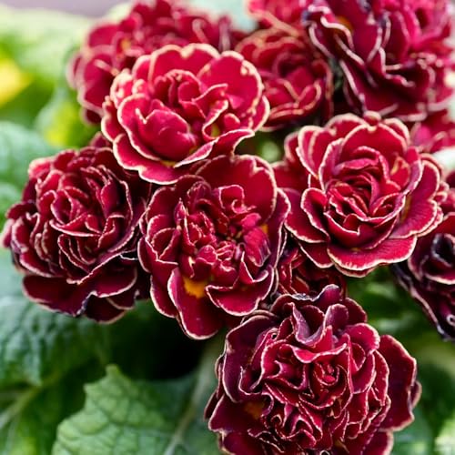 primule semi esotici letto elevato di giardino perenni resistenti semi perenni autunno, resistenti, tagliati decorazione 50pcs