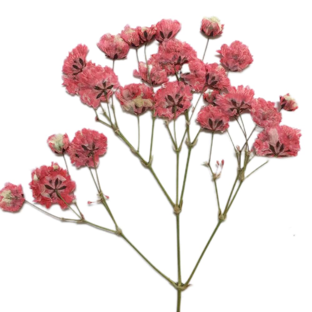 40PCS Dried Flowers & Dry Flower Leaves Brazilian Small Star Daisy Decorative Resin Crafts Embellishments Real Natural Bulk for DIY Jewelry Making Nail Card Scrapbook Art Craft Eternity Summer
