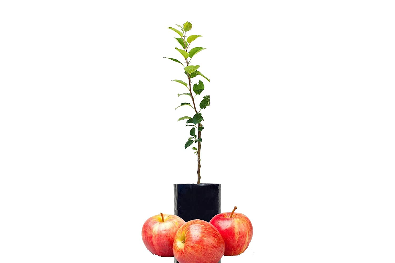 Buy NOG VALLY FARM Live Fruit for Hot Climate Supporting All India