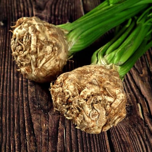 Semillas de apio nabo orgánicas, organicas semillas para camas elevadas de invierno 400pcs