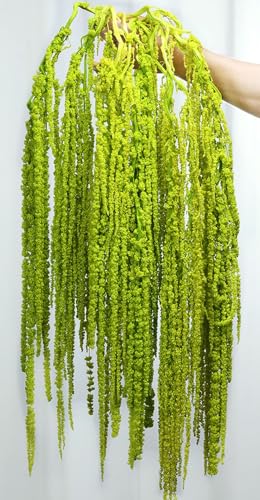 Jtoder 10Pcs Dried Amaranthus Hanging Flowers Natural Preserved Flower for Wedding Arch Exhibition Wall Hanging Lover Tears Floral Arrangement Home Decor (Chartreuse 24)