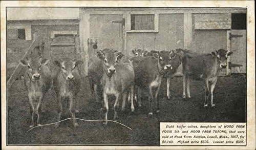 Hood Farm Pogis and Hood Farm Torno Lowell, Massachusetts MA Original Antique Postcard