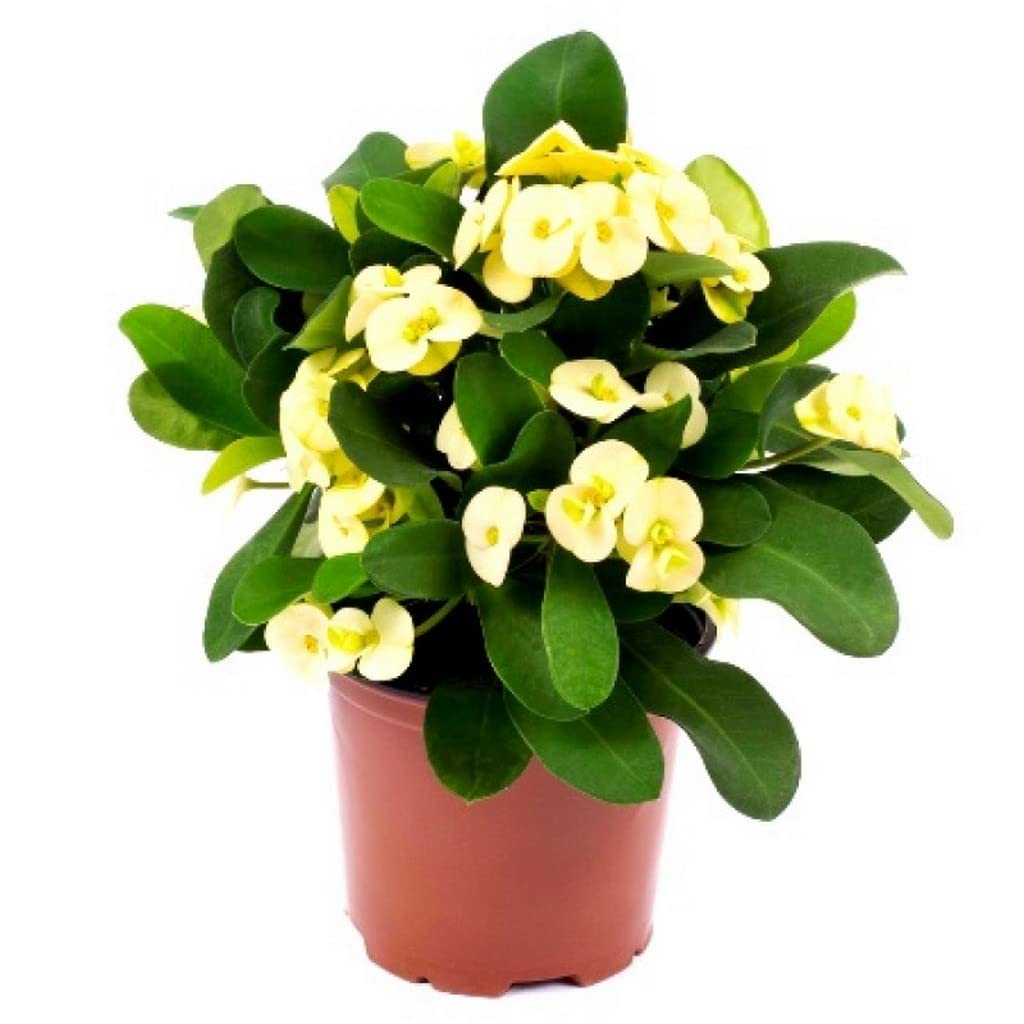 Creative Farmer Euphorbia (Any Colour) Indoor Plants For Positive Energy Live (Healthy Live Plant) (B09SD9LMZG) Amazon Price History, Amazon Price Tracker