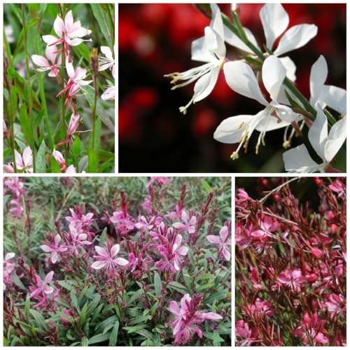Gaura 300+ seed mix