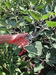 Corona Cutting Tools BP 3160 Classic Cut Forged Bypass Pruner, 3/4-Inch