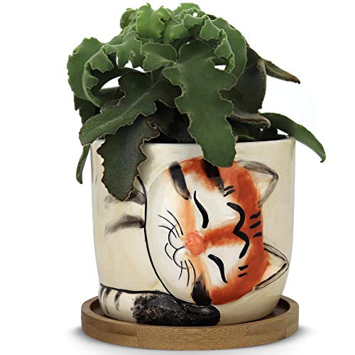 Window Garden – New Large Kitty Pot (Tigger) – Purrfect for Indoor Live