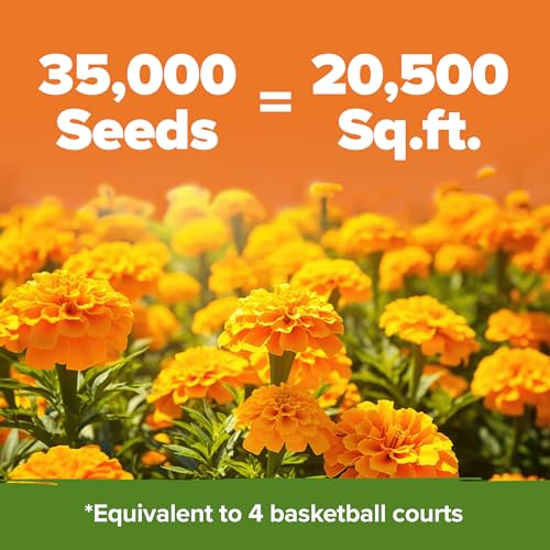 Image of HOME GROWN Crackerjack Marigold Seeds | 4 oz / 35,000 Flower Seeds Planting Outdoor | Large Bulk Pack | High Germination, Wildflower Seed | Companion Planting