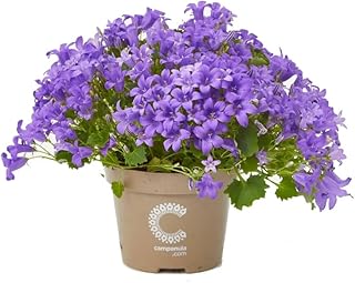 Planta Campanilla o Campanula con Flores de Color Azul para Exterior e Interior