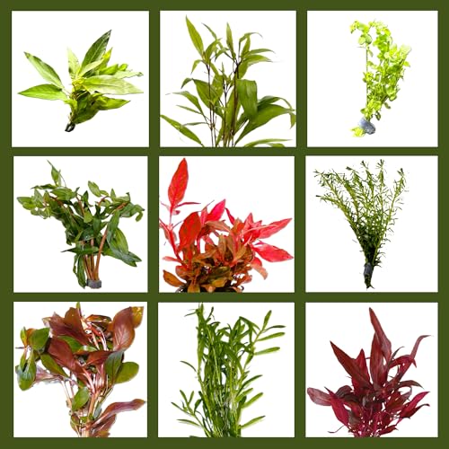 WASSERPFLANZEN WOLFF - 10 Bunde mit schönen kräftigen Aquariumpflanzen - großes buntes Pflanzen Sortiment für ein 100-120 Liter Aquarium, Wasserpflanzen-Set für alle Bereiche, vorne, Mitte und hinten