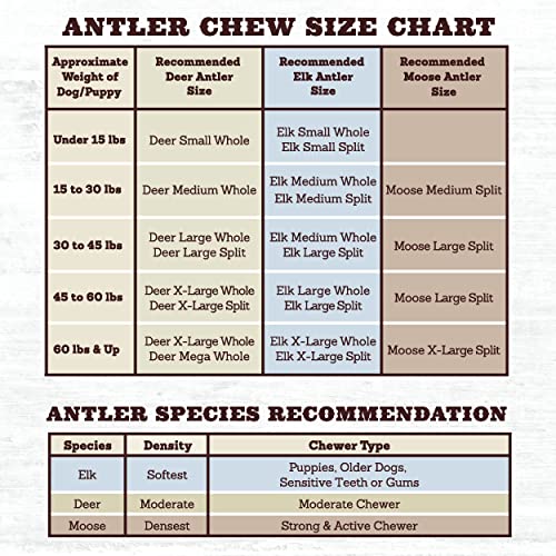 Prairie Dog Antlers | North American Whole Deer Antler | Medium |Naturally Shed | Hand Harvested | Nutrient Rich | 6-7.5 Inches Long #TOP6