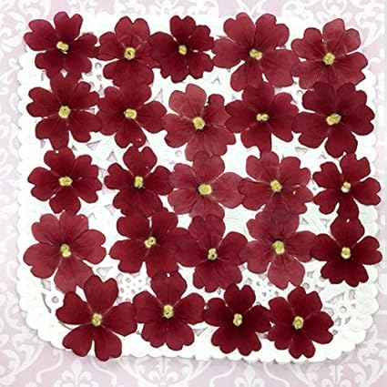 Amazon Co Jp コンパクト 押し花 バーベナ レッド 24枚をパックにしてお届け Uvレジン 押し花アート アクセサリー ウェルカムボード 結婚証明書 子育て感謝状 ホーム キッチン