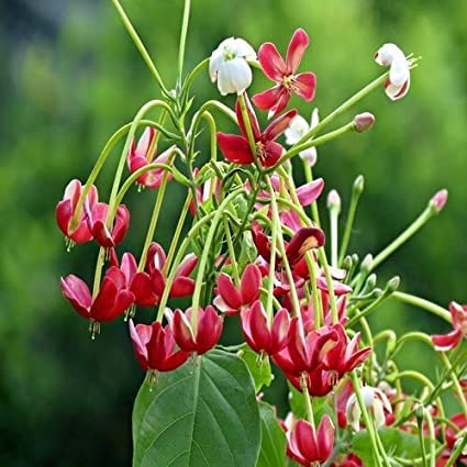 Mphmi Live Plants Nursery Garden Madhumalti Dwarf, Rangoon Creeper - Plant (B0BV2CQ92M) Amazon Price History, Amazon Price Tracker