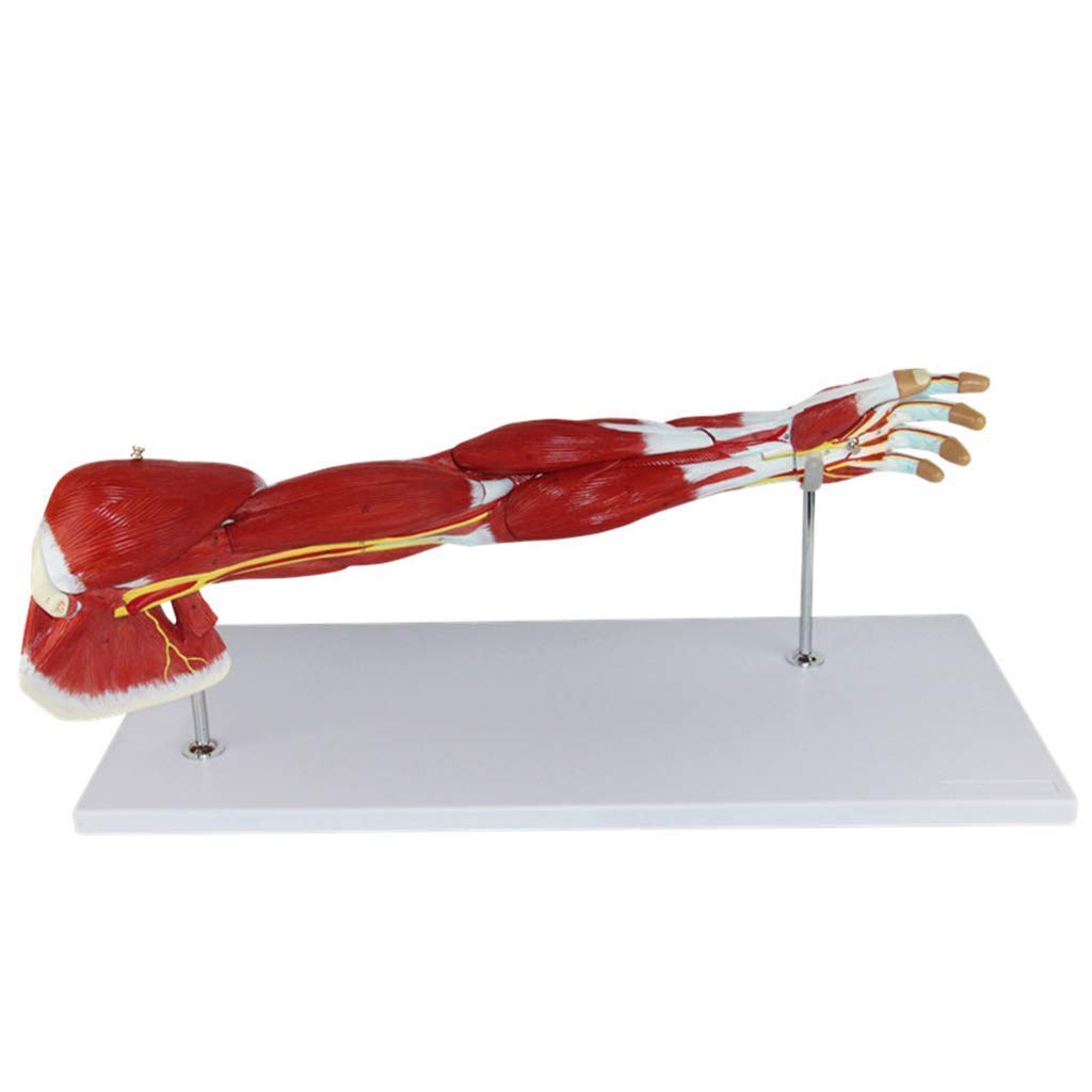 Anatomiczny Model Ciała, Model Szkieletowy, Modele Nauki Ludzkiej, Model Mięśni Górnego, Modelu Nerwu Naczyniowego, Ramię, Materiał PCV, Medyczne Pomoce Dydaktyczne Dla Medycznych