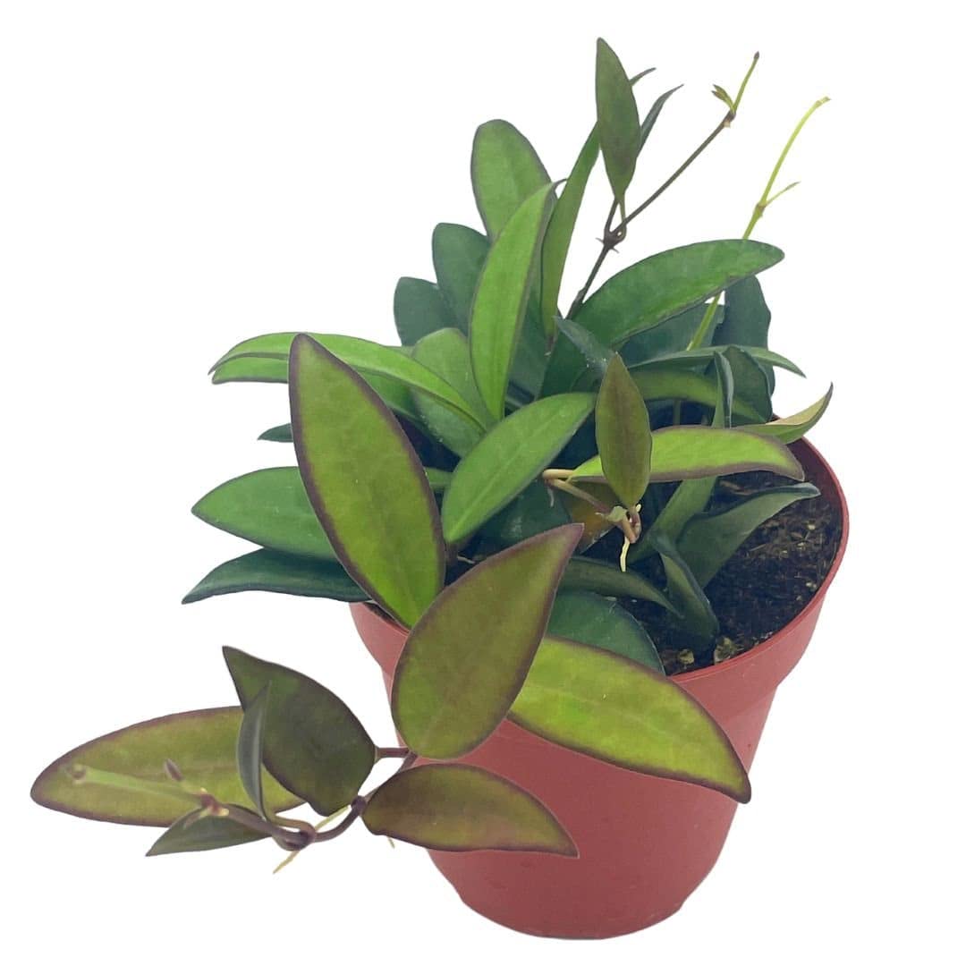 Hoya Rosita