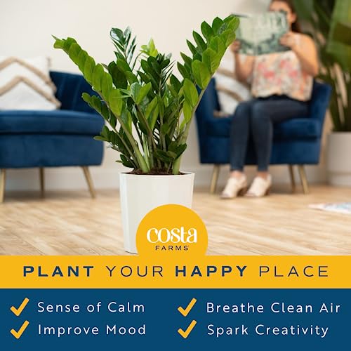 Costa Farms Zz Plant, Live Indoor Houseplant Potted In Nursery Pot, Easy Care Air Purifier In Potting Soil Mix, Housewarming, Birthday, Tabletop, Room, Office Decor, 12-Inches Tall #TOP4