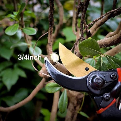 Image of Aditi Enterprise 8 Inch Gardening Scissors Plants Scissor | Garden Shear Tree Branch Pruner | Gardening Cutter Tool | Plant Cutter for Home Garden | Wood Branch Trimmer (pruners for gardening)