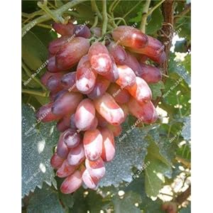 Bonsai dito di semi d’uva Delicious organico pianta in vaso per la casa e giardino ornamentali piante possono commestibili sano Frutta Seme 60 pz 17