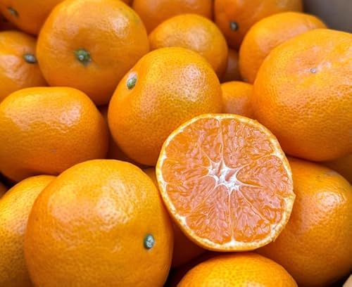 Y R݂ }Ch݂ ԏG MTCY 4L Ε鑡p