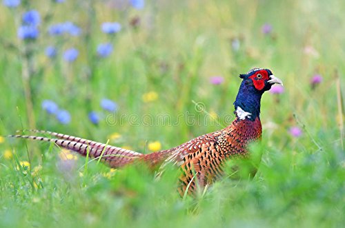 Traditional Game Cover Mix Pheasants Wildlife Cover Habitat By Pretty Wild Seeds (10kg)