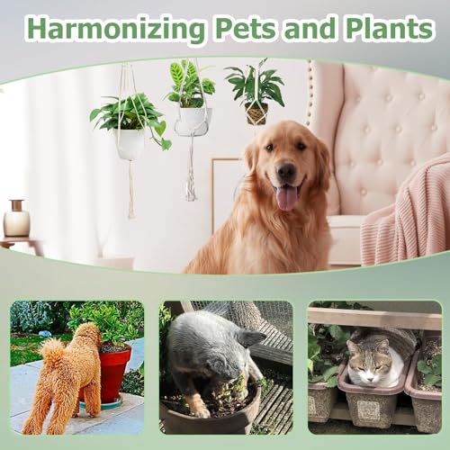 Surplex Macramé Hangmand, set van 5 Boho Decoratieve Katoenen Touw Plantenhangers, Bloempot Plantenhouder met Haken voor Binnen Buiten Tuin Plafond, Balkon, Muur, Woondecoraties, Beige - Afbeelding 6