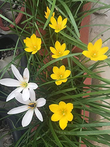 Image of Urban Gardens Rain Lily Mixed Bulbs (Dark Pink, Light Pink, Yellow, White, Lemon Yellow & Apricot), A Mix of 6 Varieties