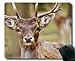 Produktbild Mausunterlage, Junge Hirschrotwild - genähte Ränder