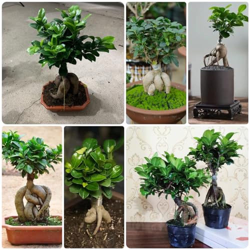 30 stuks ficus ginseng bonsaizaden, Vaste planten winterhard, zaden winterhard (Ficus microcarpa) Bonsai, bodembedekkerzaden winterhard Extreem winterharde potplanten, cadeau voor - Afbeelding 4