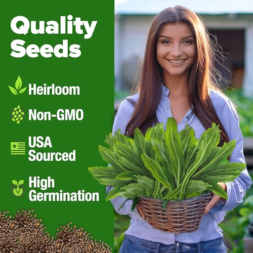 Image of HOME GROWN Non GMO Culantro Seeds 360 Herb Seeds for Planting Non-GMO Heirloom Variety, Robust Flavor, Thrives in Heat, Grows Indoors or Outdoors, Cilantro Substitute (Eryngium Foetidum)