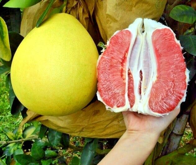 Golden Bloom Grafted Pomelo Fruit Plant, Citrus " KAMBILI NARANGA " High Yield Lemon Fruit Plant Chakotra Pomelo Citrus maxima Grafted Fruit Live Plant Height 1-2 FT (Under 2 Years Gets Fruits) (B0CFYPDH19) Amazon Price History, Amazon Price Tracker