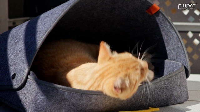 Filet De Protection Pour Chat Balcon 6x3 M – Renforcé, Sans Perçage, Résistant UV Et Intempéries - 9