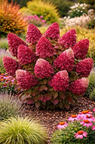 Rispenhortensie Wims Red Hydrangea paniculata im 3L Topf | Winterhart & pflegeleicht | Rot-weiße Blütenpracht | Blühfreudiger Zierstrauch für Garten Beet & Kübel