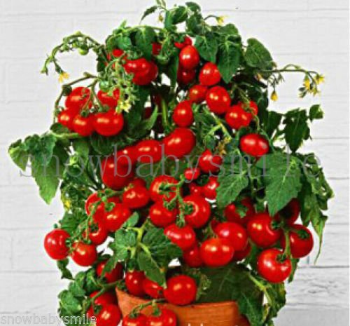 Sellify Details About 200+ Bonsai Suitable Tomato Seeds Mini Cherry Potted Sweet Fruit Vegetable Organic Fresh Home And Garden Bonsai Suitable Seeds (B06ZZ7CQPM) Amazon Price History, Amazon Price Tracker