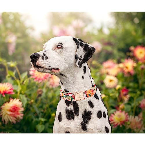 Lionheart-glory-Premium-Floral-Dog-Collars-Spring-Dog-Collar-Adjustable-Heavy-Duty-Girl-Dog-Collar-for-XLarge-Dogs Lionheart glory Premium Floral Dog Collars Spring Dog Collar Adjustable Heavy Duty Girl Dog Collar for XLarge Dogs