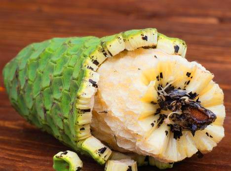 Amazon.com : Monstera deliciosa, Swiss Cheese Potted Plant, Nice 6" Potted  Plant, Easy to Grow Edible Fruit, Tropical Houseplant or Outdoors, Fruit  tastes like Pineapple : Patio, Lawn & Garden