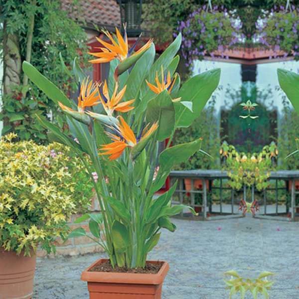 See full amazon price history chart for The Entacloo Bird of Paradise Plant (KJ443) The Entacloo Bird of Paradise Plant (KJ443) (B0BND6HRWH) Amazon Price History, Amazon Price Tracker