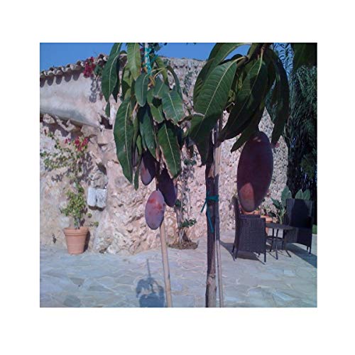 GLOSA MARINA Crema Balsámica de Mango - Balsamico Gourmet Essig Creme Mango (1 x 250ml)