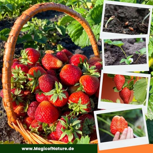 Magic of Nature Riesenerdbeeren Samen ca. 100 Stk. – Die größte Erdbeere der Welt \Giant\ – Süße Riesenfrüchte – Winterhart & Mehrjährig