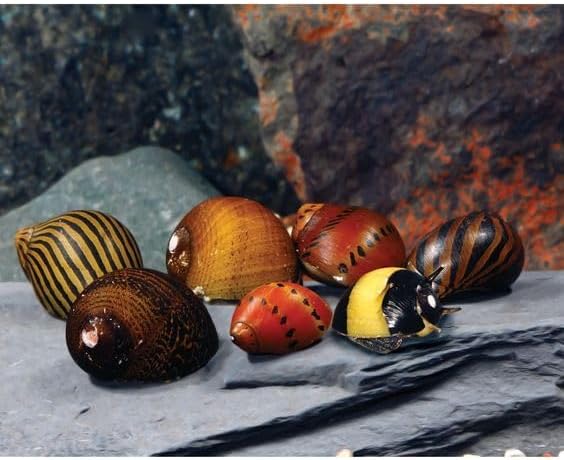 Swimming Creatures™ Assorted Nerite Snails (12 Pack) Freshwater Live Aquarium Snails