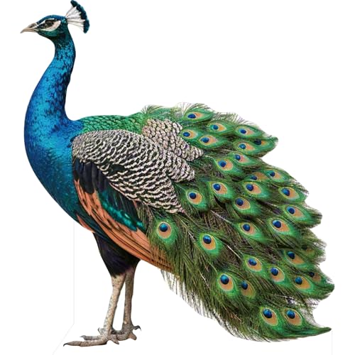 Image of Peacock Life Size Cardboard Cutout, 3FT, 1 PC, for Party | Life Size Animal Cardboard Cutout Standup for Events, Birthday & Party Decor, Holiday Photos & Backdrops