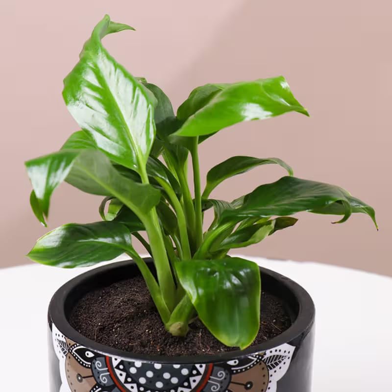 Image of FlowerAura Peace Lily Live Indoor Plants In Black Mandala Terracotta Pot For Gifting, Living Room, Balcony, Table Decor, Office & Home Decor | Air-Purifying Indoor Greenery (Same Day Delivery)