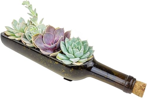 Miniatura 1 de Plantas suculentas vivas en maceta para botellas de vino, colección única de jardín, suculentas de interior vivas totalmente arraigadas en macetas
