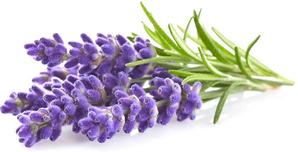 Paudha Lavender Flower pack of 21 seeds