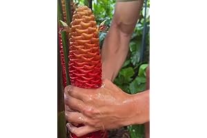 Shampoo Ginger Rhizomes: The Secret to Nourished, Revitalized Hair