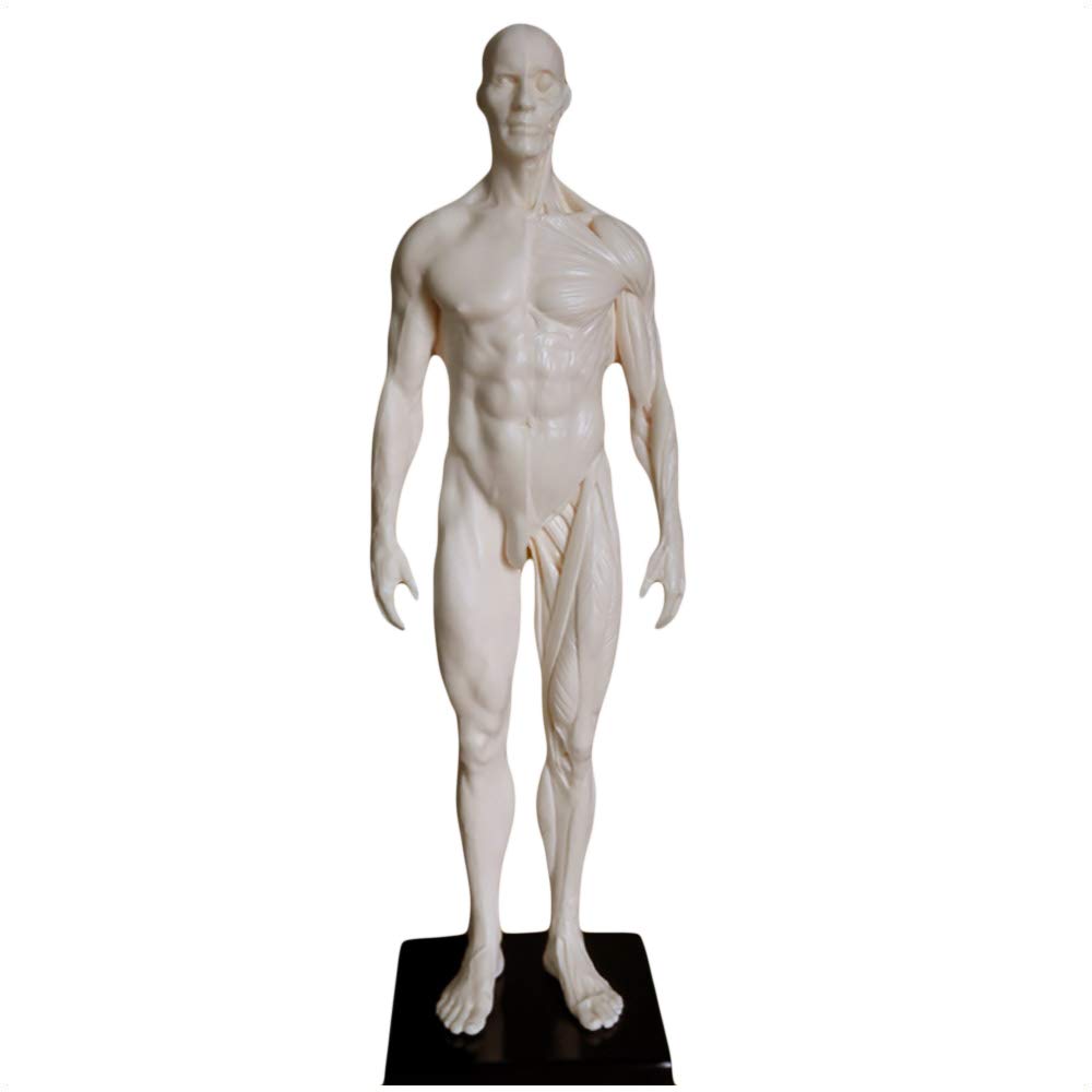 Figure d'anatomie féminine et Masculine de 11 Pouces - Modèle d'os Musculaire Anatomique Humain en matériau PU - Modèle d'anatomie musculo-squelettique Humaine - pour étude de Dessin d'artis