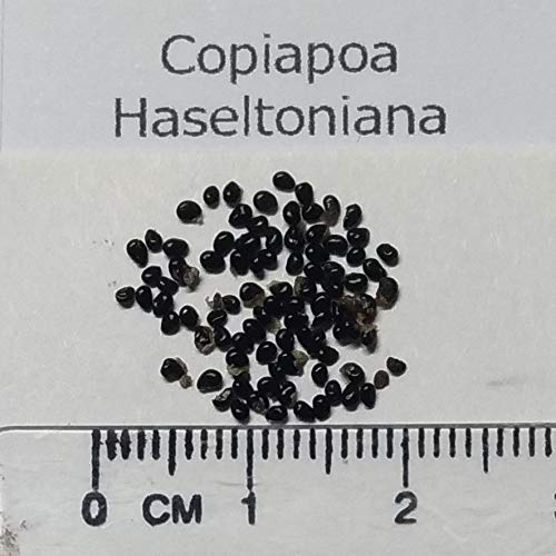 バラOK）　コピアポア　ハセルトニアナ系 種子１４種類　１０粒ずつセット Amazon.co.jp: 【種子】Copiapoa Haseltoniana◇コピアポア