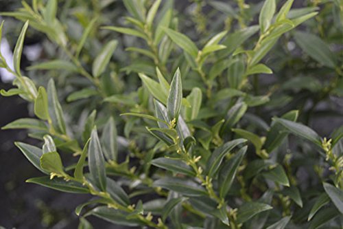 Sarcococca ruscifolia 'Dragon Gate' 15cm Pot Size